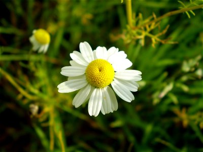 Chamomile,  Matricaria recutita