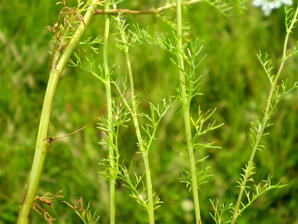 Chamomile,  Matricaria recutita