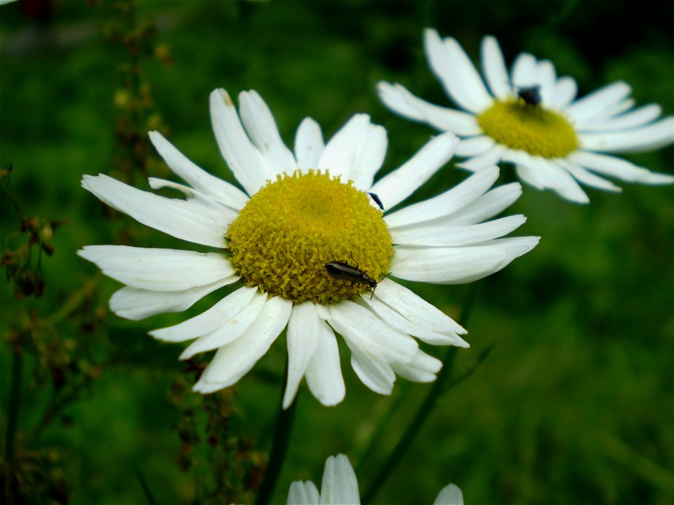 Chamomile, Matricaria recutita photo