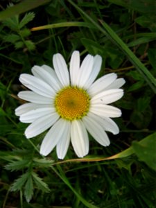 Chamomile,  Matricaria recutita