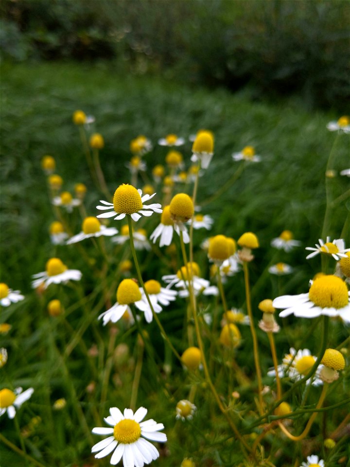 M. recutita in the Beroun region, Czechia; quite typically looking photo