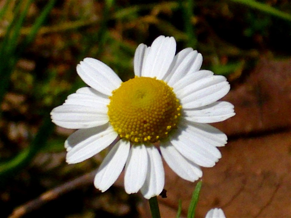 Matricaria recutita inflorescence close up, Dehesa Boyal de Puertollano, Spain