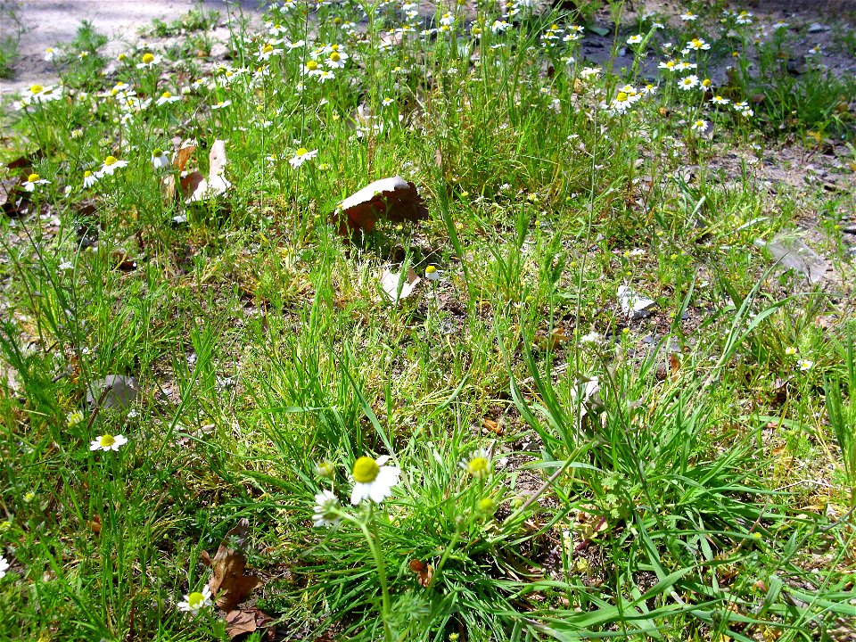 Matricaria recutita habitat, Dehesa Boyal de Puertollano, Spain