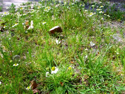 Matricaria recutita habitat, Dehesa Boyal de Puertollano, Spain photo