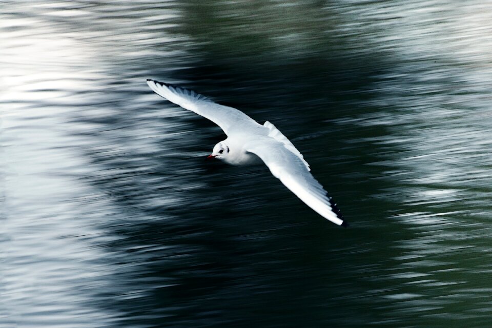 Wing water animal
