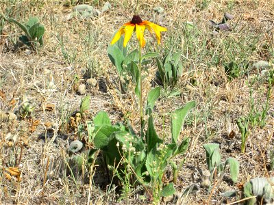 Schwarzäugige Rudbeckie (Rudbeckia hirta) in einem Vorgarten in Hockenheim