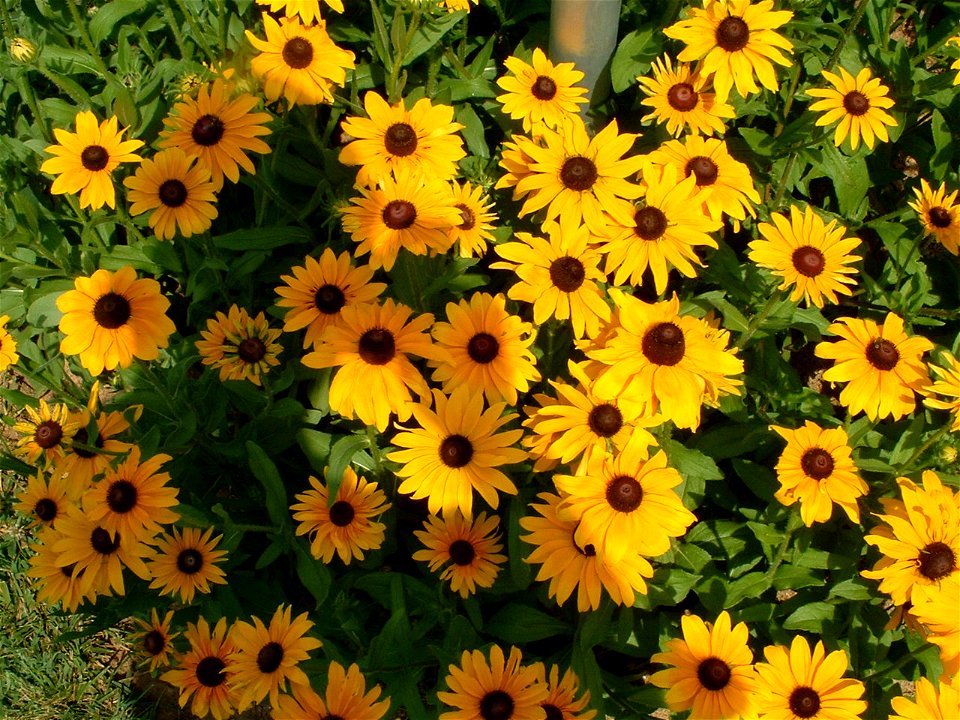 A group of Black Eyed Susans. The Black eyed Susan is the state flower of Maryland.[1]