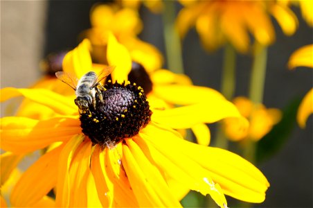 An unidentified bee on a yellow Rudbeckia hirta flower located in front of Building 99 at Microsoft's Redmond, Washington campus.