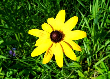 Rudbeckia hirta photo