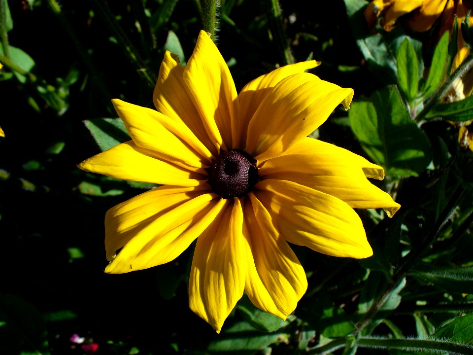 I am the originator of this photo. I hold the copyright. I release it to the public domain. This photo depicts a flower of a member of the Asteraceae, probably an annual Rudbeckia.