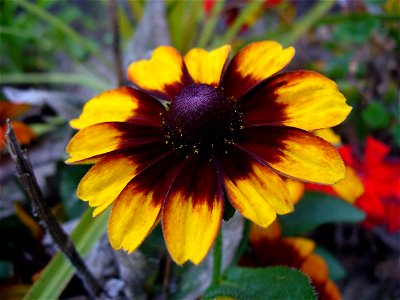 I am the originator of this photo. I hold the copyright. I release it to the public domain. This photo depicts a flower of an unidentified member of the Asteraceae, probably an annual Rudbeckia.