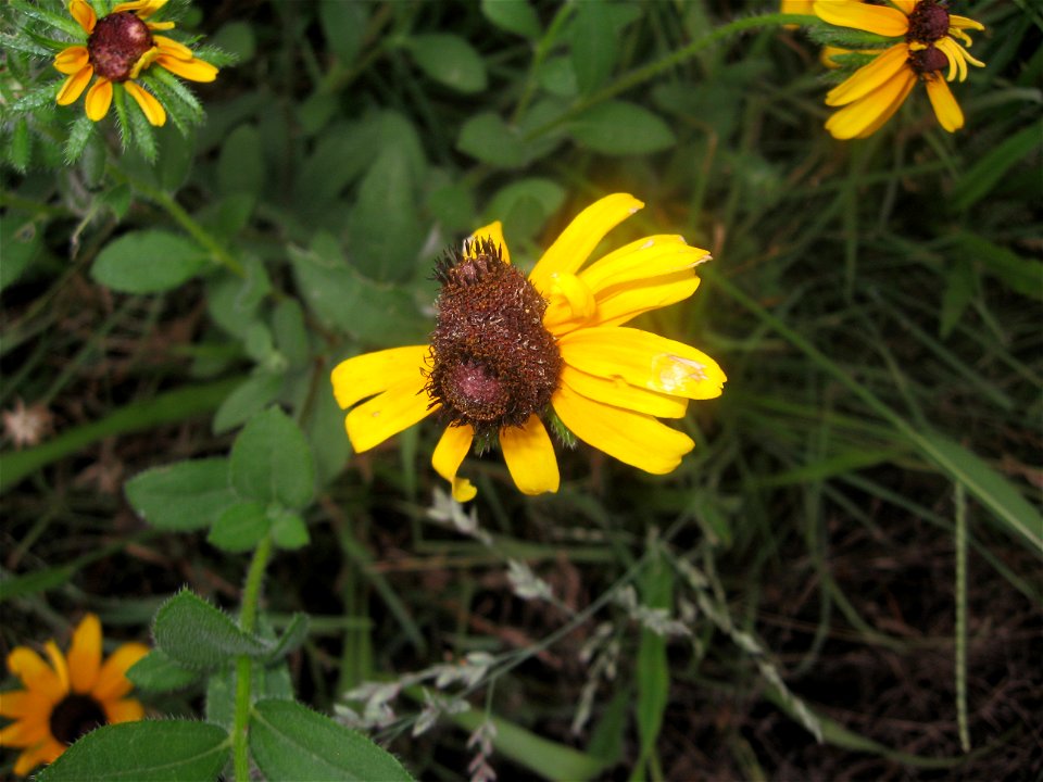 A double Black-eyed Susan!!
