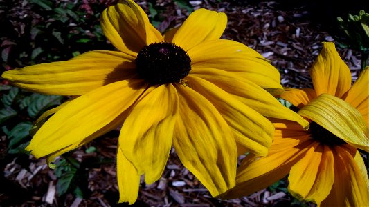 Fleur124