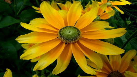 Fleur184