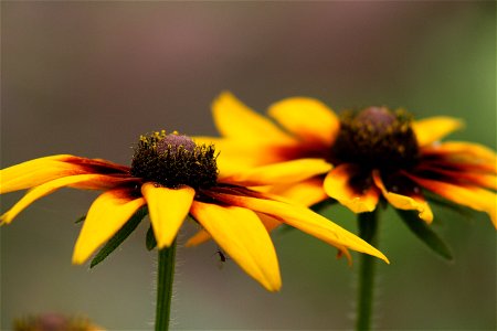 yellow flower photo