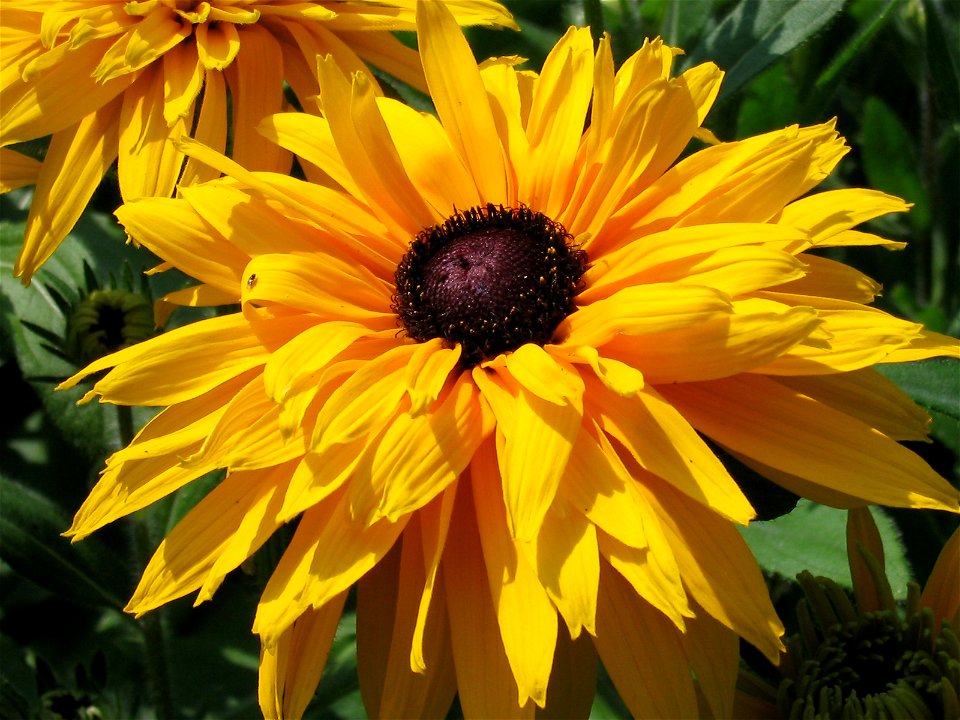 Rudbekia