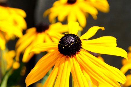 Closeup on a yellow Rudbeckia hirta flower located in front of Building 99 at Microsoft's Redmond, Washington campus. photo