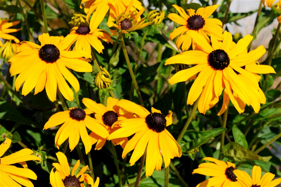 A group of yellow Rudbeckia hirta flowers located in front of Building 99 at Microsoft's Redmond, Washington campus.