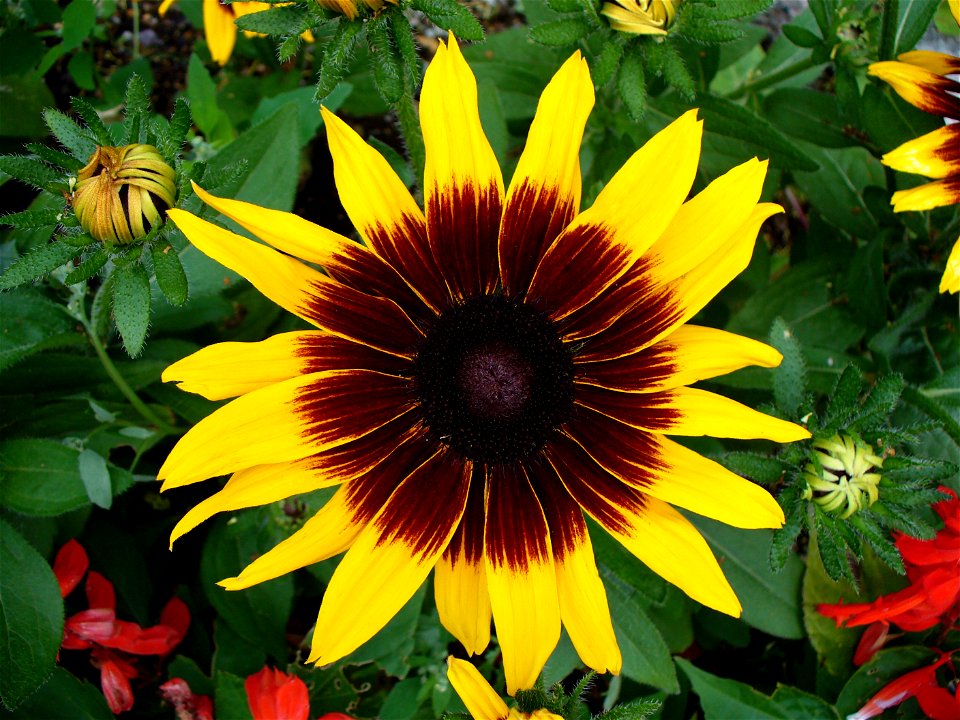 I am the originator of this photo. I hold the copyright. I release it to the public domain. This photo depicts a flower.