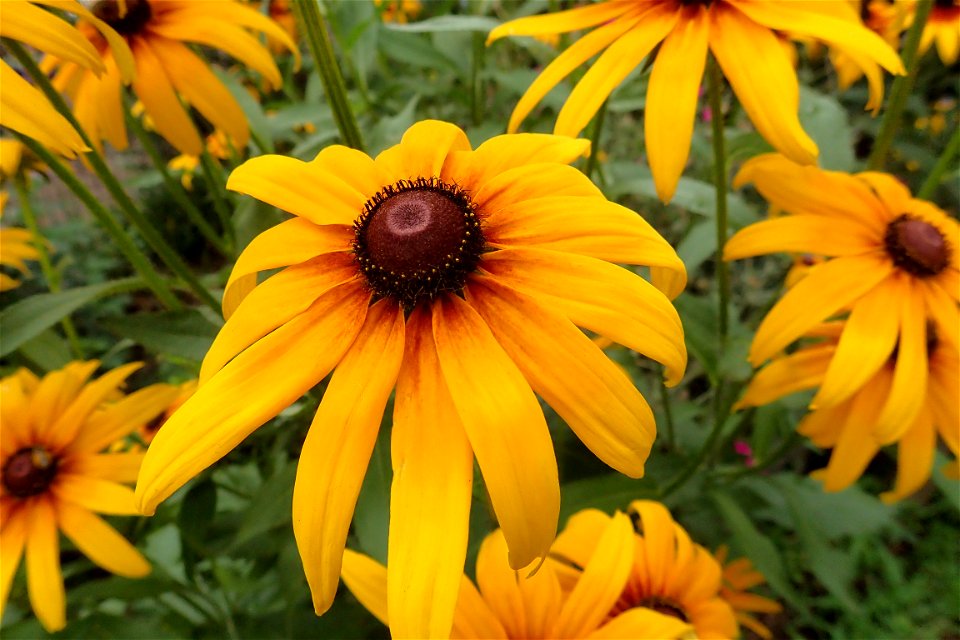 ルドベキア [Rudbeckia]