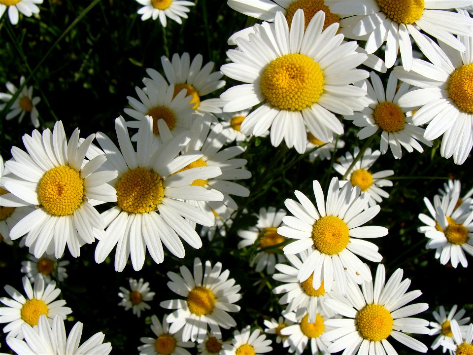 Margerite (Chrysanthemum leucanthemum)