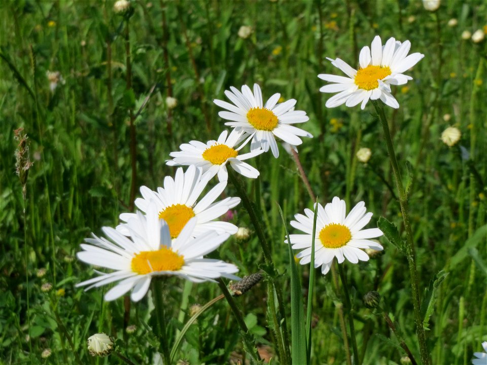 Wiesen-Margeriten (Leucanthemum vulgare) am Kriegbach bei Neulußheim (Gemarkung Altlußheim)