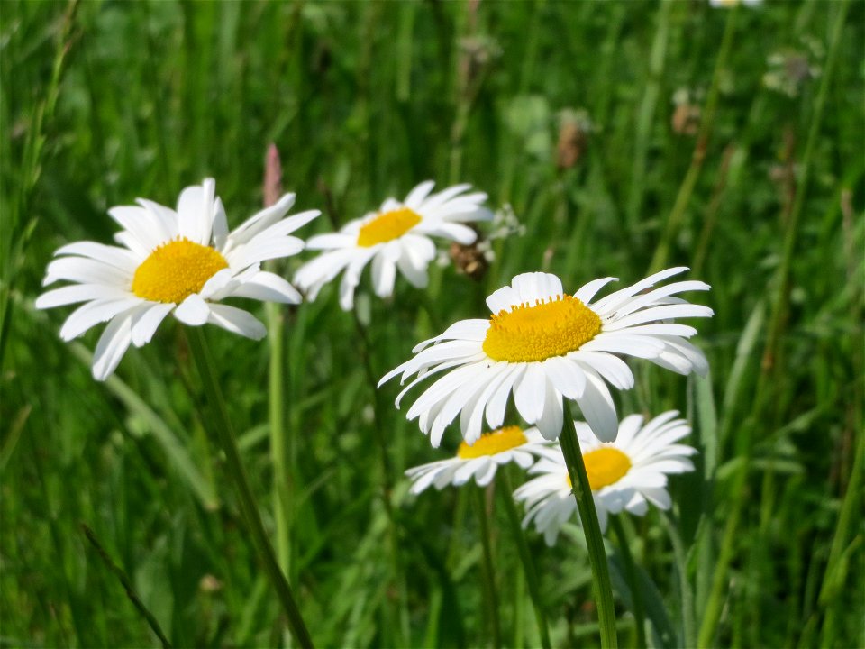 Wiesen-Margeriten (Leucanthemum vulgare) am Kriegbach bei Neulußheim (Gemarkung Altlußheim)