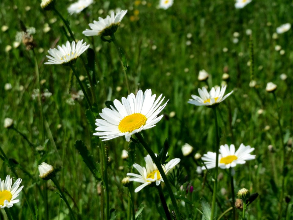 Wiesen-Margeriten (Leucanthemum vulgare) am Kriegbach bei Neulußheim (Gemarkung Altlußheim)