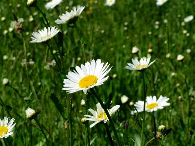 Wiesen-Margeriten (Leucanthemum vulgare) am Kriegbach bei Neulußheim (Gemarkung Altlußheim)