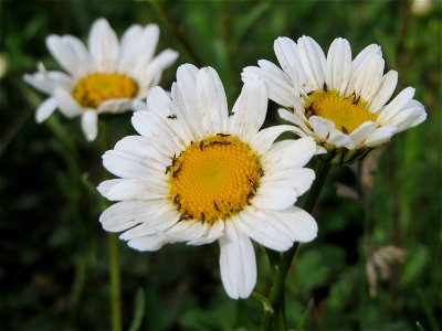 Wiesen-Margeriten (Leucanthemum vulgare) in den Horststückern im Landschaftsschutzgebiet Hockenheimer Rheinbogen