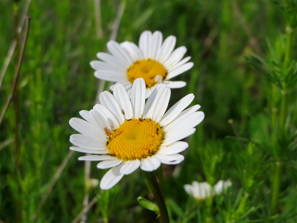 Wiesen-Margeriten (Leucanthemum vulgare) in den Horststückern im Landschaftsschutzgebiet Hockenheimer Rheinbogen