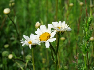 Wiesen-Margeriten (Leucanthemum vulgare) in den Horststückern im Landschaftsschutzgebiet Hockenheimer Rheinbogen