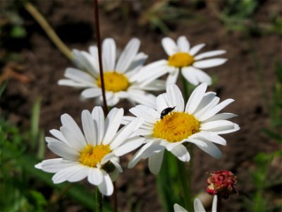 Wiesen-Margeriten (Leucanthemum vulgare) in den Horststückern im Landschaftsschutzgebiet Hockenheimer Rheinbogen