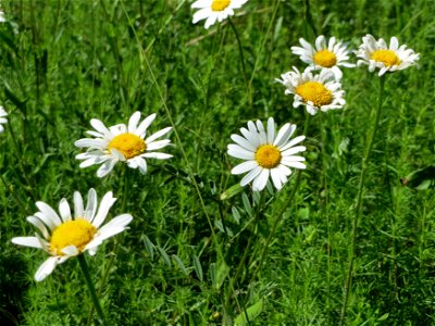 Wiesen-Margeriten (Leucanthemum vulgare) in den Horststückern im Landschaftsschutzgebiet Hockenheimer Rheinbogen