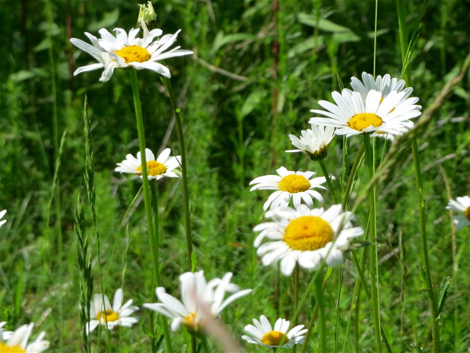 Wiesen-Margeriten (Leucanthemum vulgare) in den Horststückern im Landschaftsschutzgebiet Hockenheimer Rheinbogen