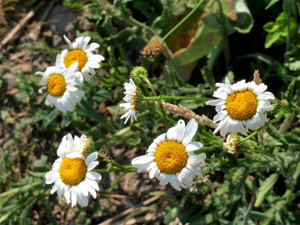 Wiesen-Margeriten (Leucanthemum vulgare) am Kriegbach bei Neulußheim (Gemarkung Altlußheim)