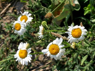 Wiesen-Margeriten (Leucanthemum vulgare) am Kriegbach bei Neulußheim (Gemarkung Altlußheim)
