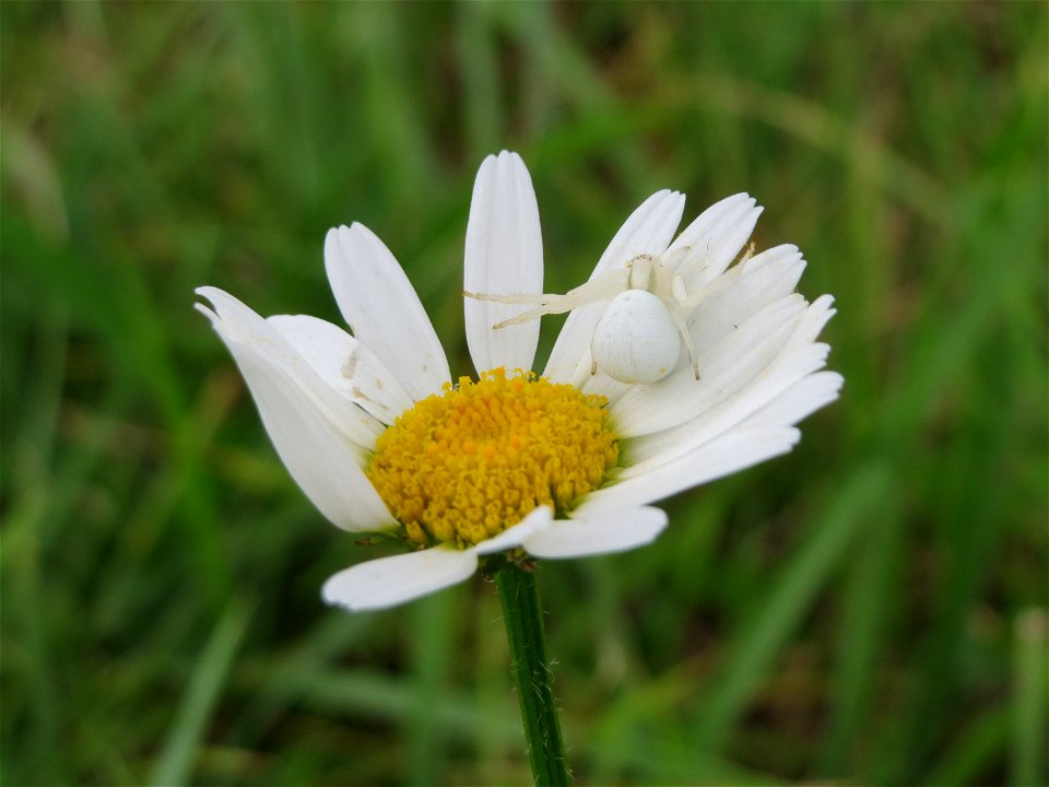 Wiesen-Margeriten (Leucanthemum vulgare) im Hockenheimer Rheinbogen