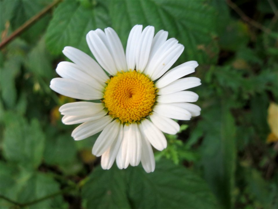 Wiesen-Margeriten (Leucanthemum vulgare) am Schalkenmehrener Maar