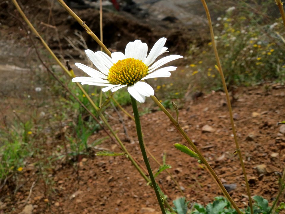 Wiesen-Margeriten (Leucanthemum vulgare) beim Lavaabbau am Johannisberg bei Schalkenmehren