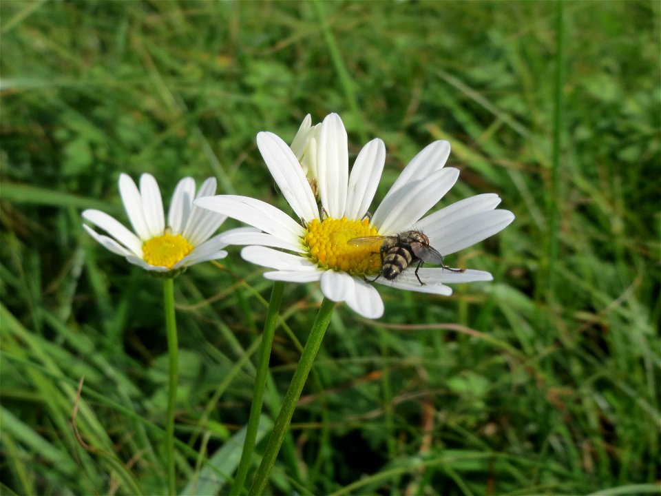 Wiesen-Margeriten (Leucanthemum vulgare) im Hockenheimer Rheinbogen