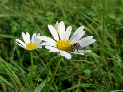 Wiesen-Margeriten (Leucanthemum vulgare) im Hockenheimer Rheinbogen