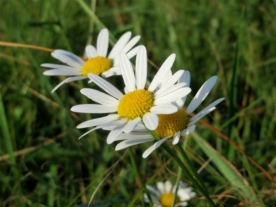 Wiesen-Margeriten (Leucanthemum vulgare) im Hockenheimer Rheinbogen