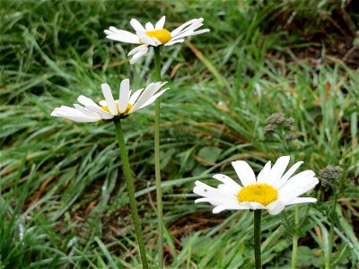 Wiesen-Margeriten (Leucanthemum vulgare) am Schalkenmehrener Maar