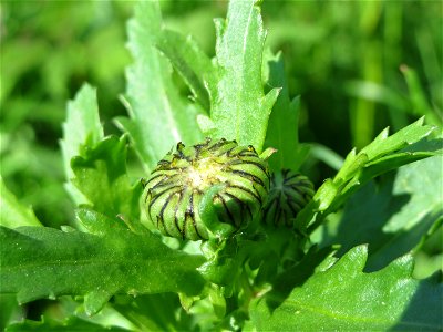 Wiesen-Margerite (Leucanthemum vulgare) an der Saar in Saarbrücken