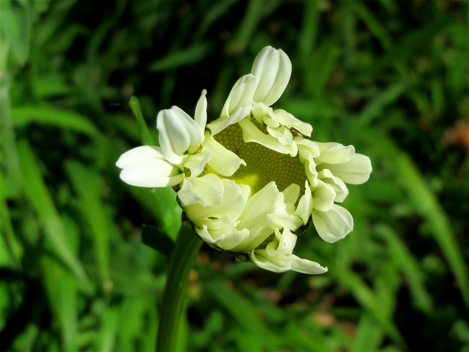 Wiesen-Margerite (Leucanthemum vulgare) an der Saar in Saarbrücken