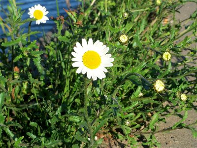 Wiesen-Margeriten (Leucanthemum vulgare) an der Saar in Alt-Saarbrücken