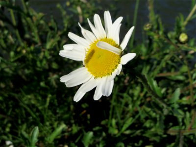Wiesen-Margeriten (Leucanthemum vulgare) an der Saar in Alt-Saarbrücken