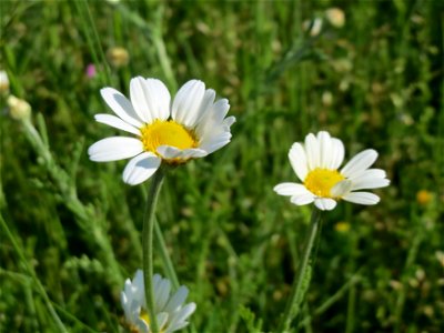 Wiesen-Margeriten (Leucanthemum vulgare) in Hockenheim