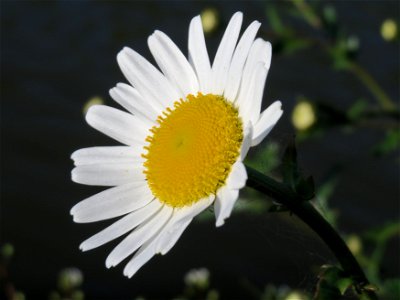Wiesen-Margeriten (Leucanthemum vulgare) an der Saar in Alt-Saarbrücken